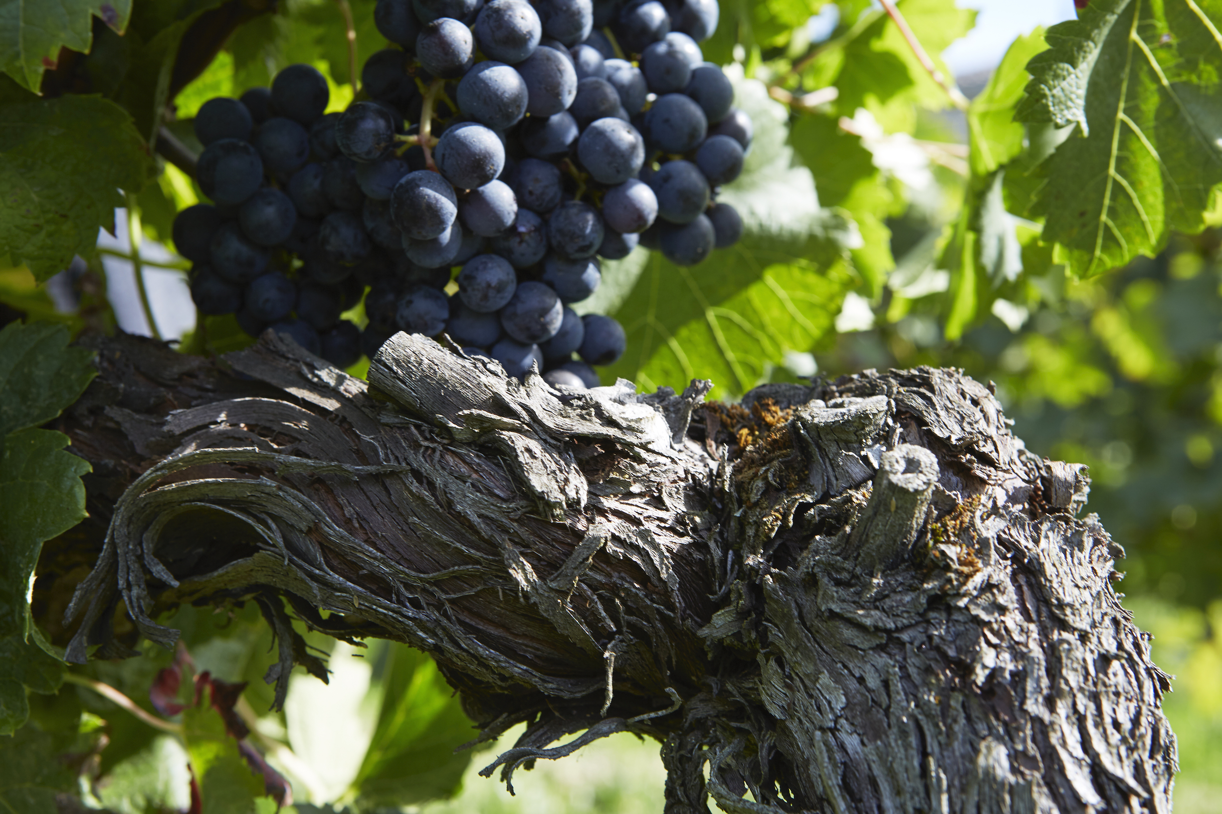 Ripe Merlot grapes @ladauphine